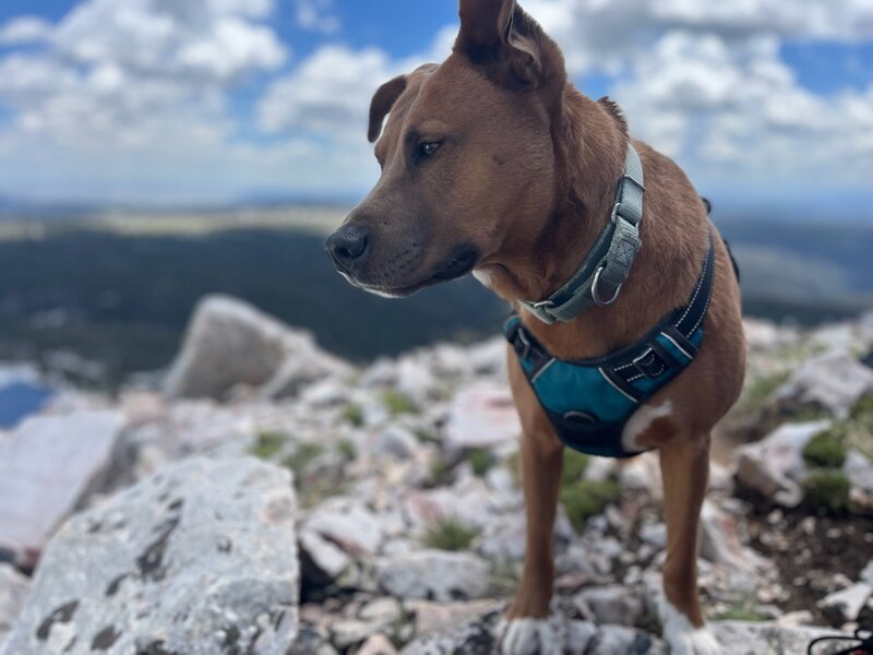 dog on mountain rocks