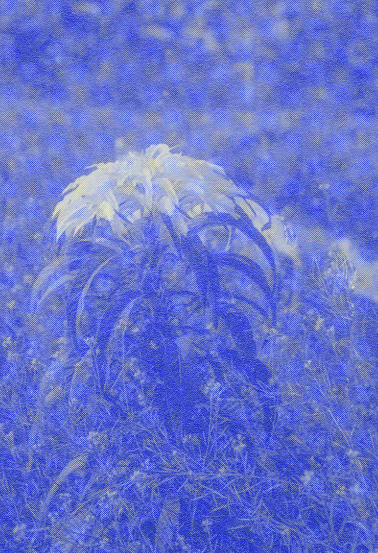 risograph image of a flower