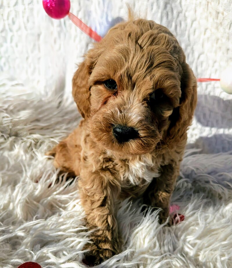 Red goldendoodle puppy Texas breeding.