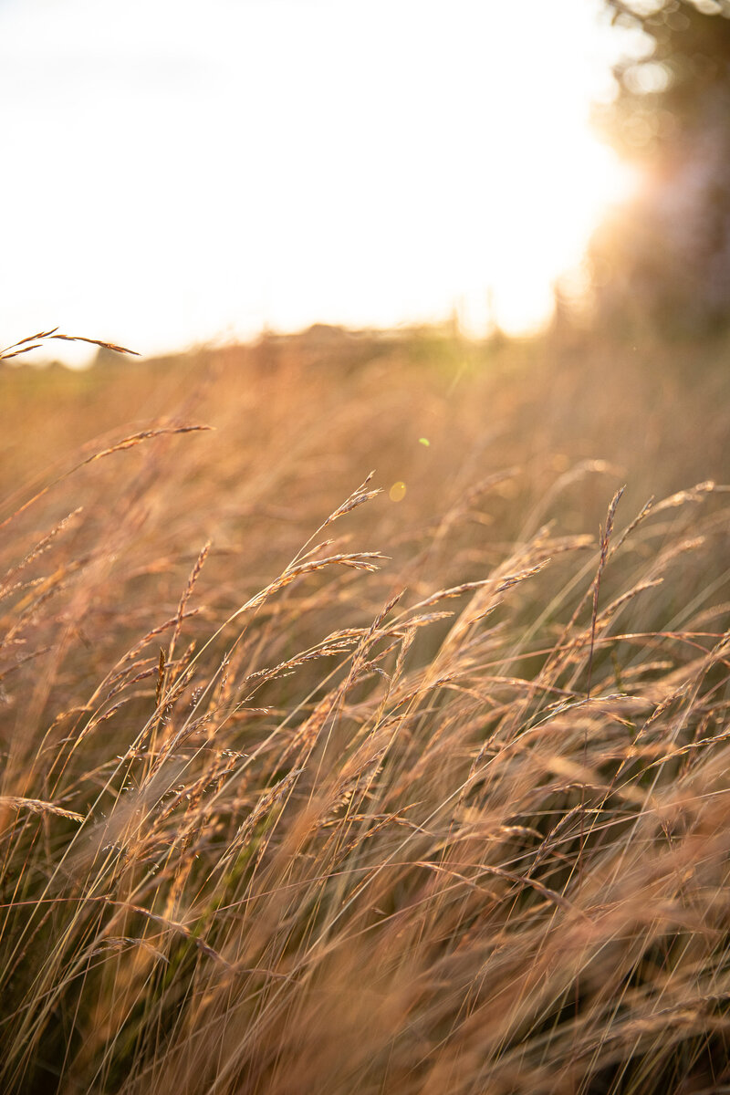 Golden wheat field at dusk with a soft sun flare, symbolizing growth, peace, and the beauty of nature’s cycles in wellness.