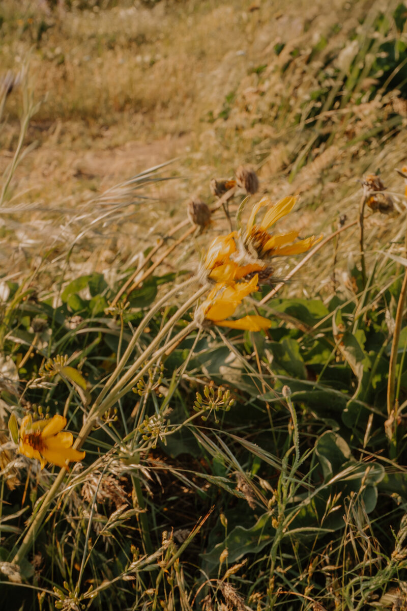 Yellow wildflowers blowing in the wind