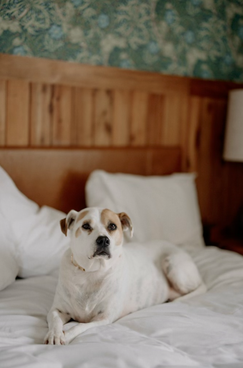 Photo of Maryland wedding photographers dog sitting on a white bed in a green room