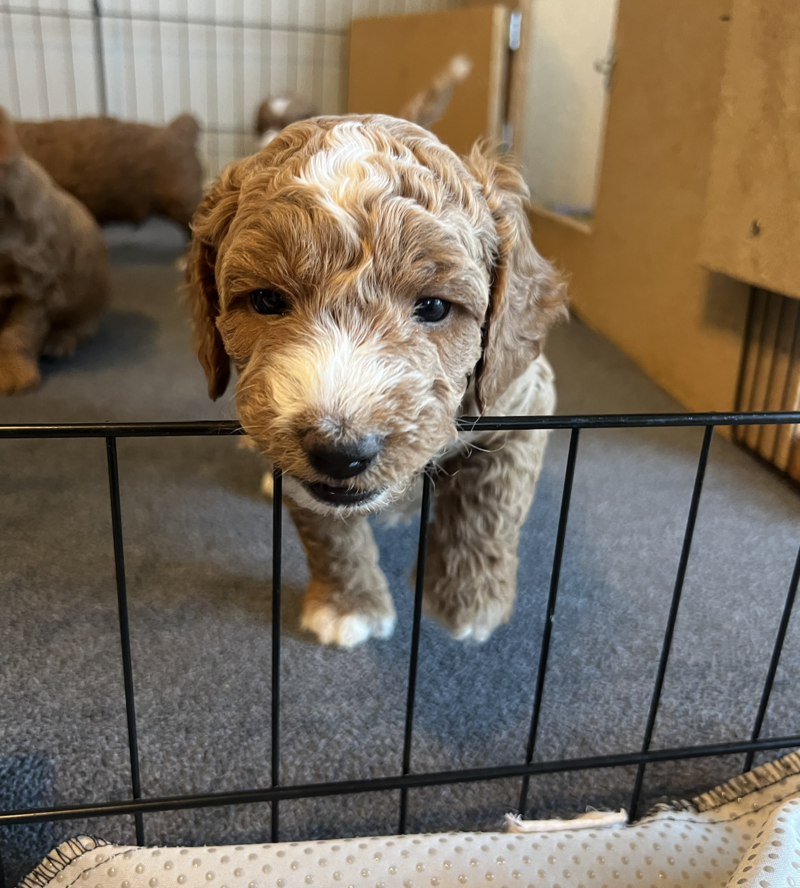 Screenshot 2024-09-13 at 7.13.21 AM