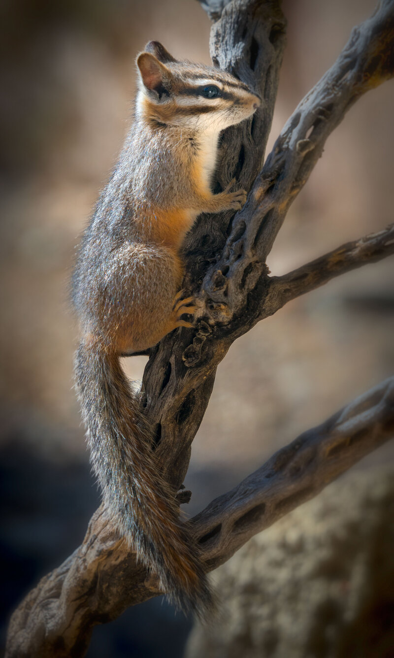 Cliff-Chimpmunk-3