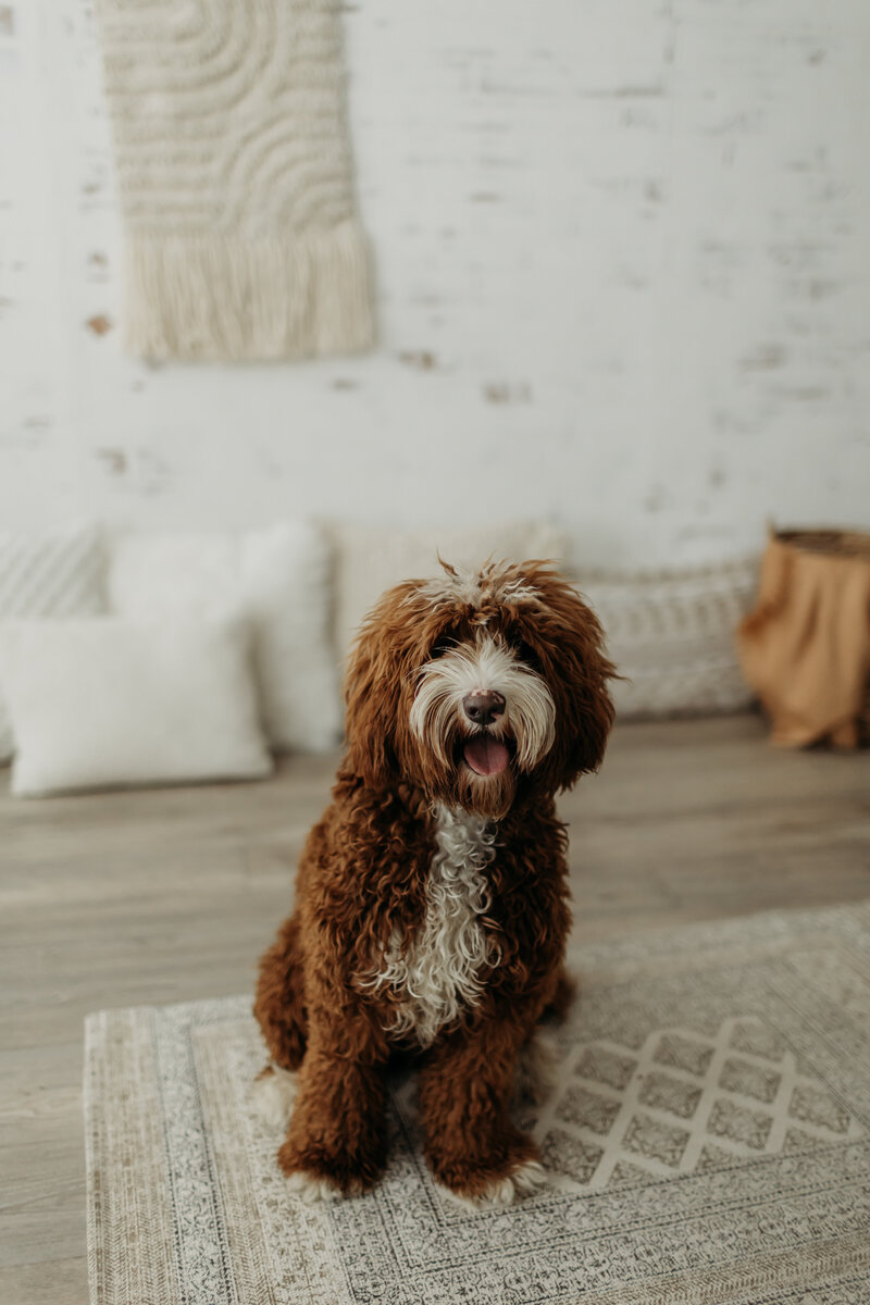 Cream Australian Labradoodle Breeders in Canada