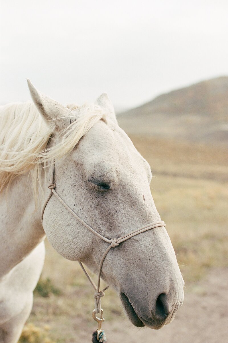 White horse with its eyes closed