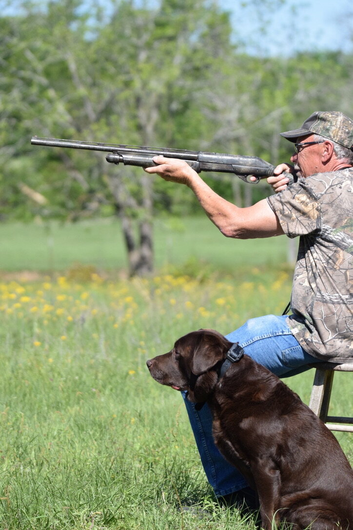 chocolate lab hunt test and gun dog training