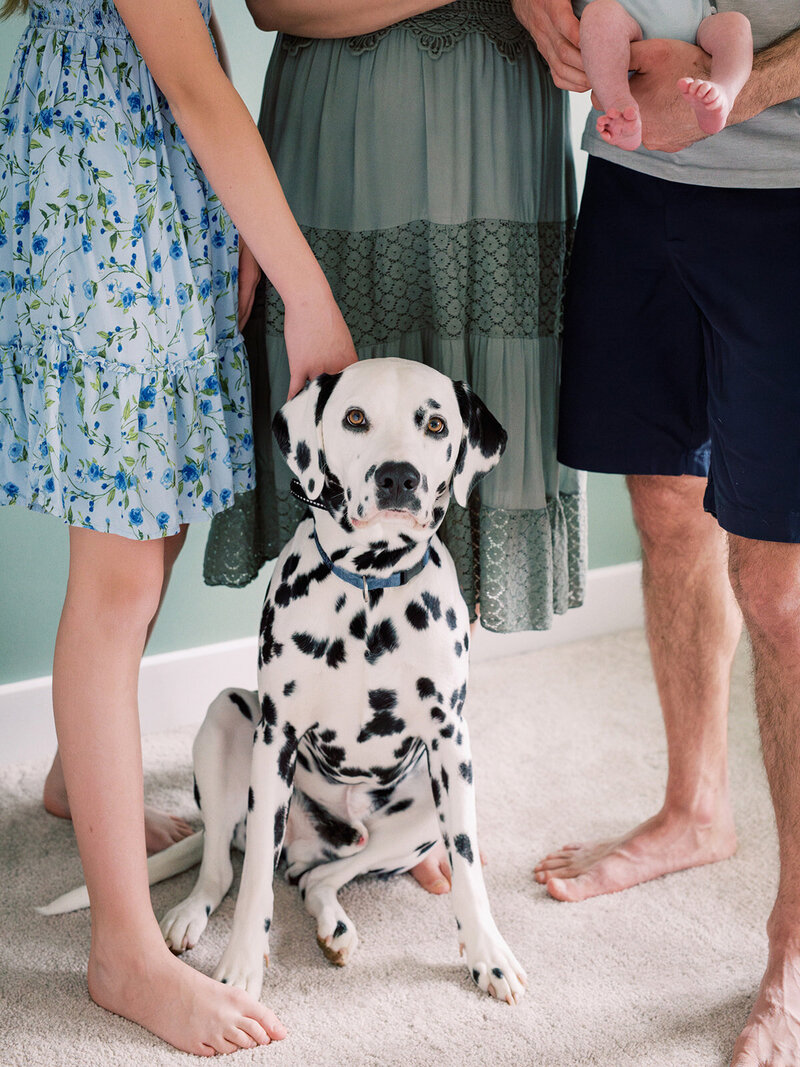 A Dalmatian sitting by Katie Stansfield Photography, a Richmond newborn photographer.