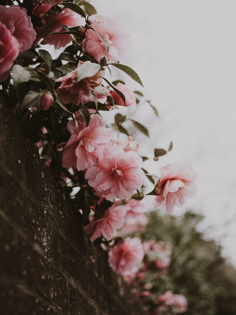 Aesthetic image of pink flowers, positioned on the left side of a text block describing copywriting services.