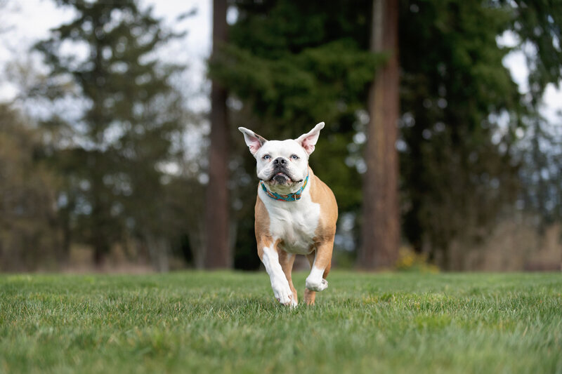 Bulldog running