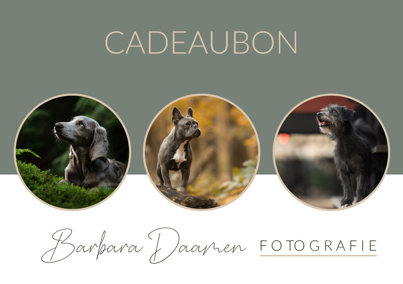 Barbara Daamen Fotografie, hondenfotograaf, Tilburg, Noord Brabant, Hondenfotografie, natuurlijk licht, magic light
