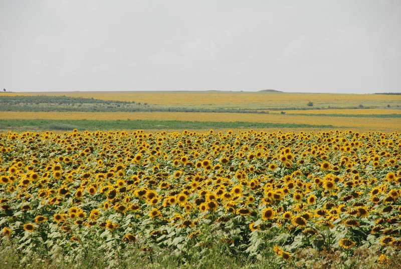 moldova sunflowers