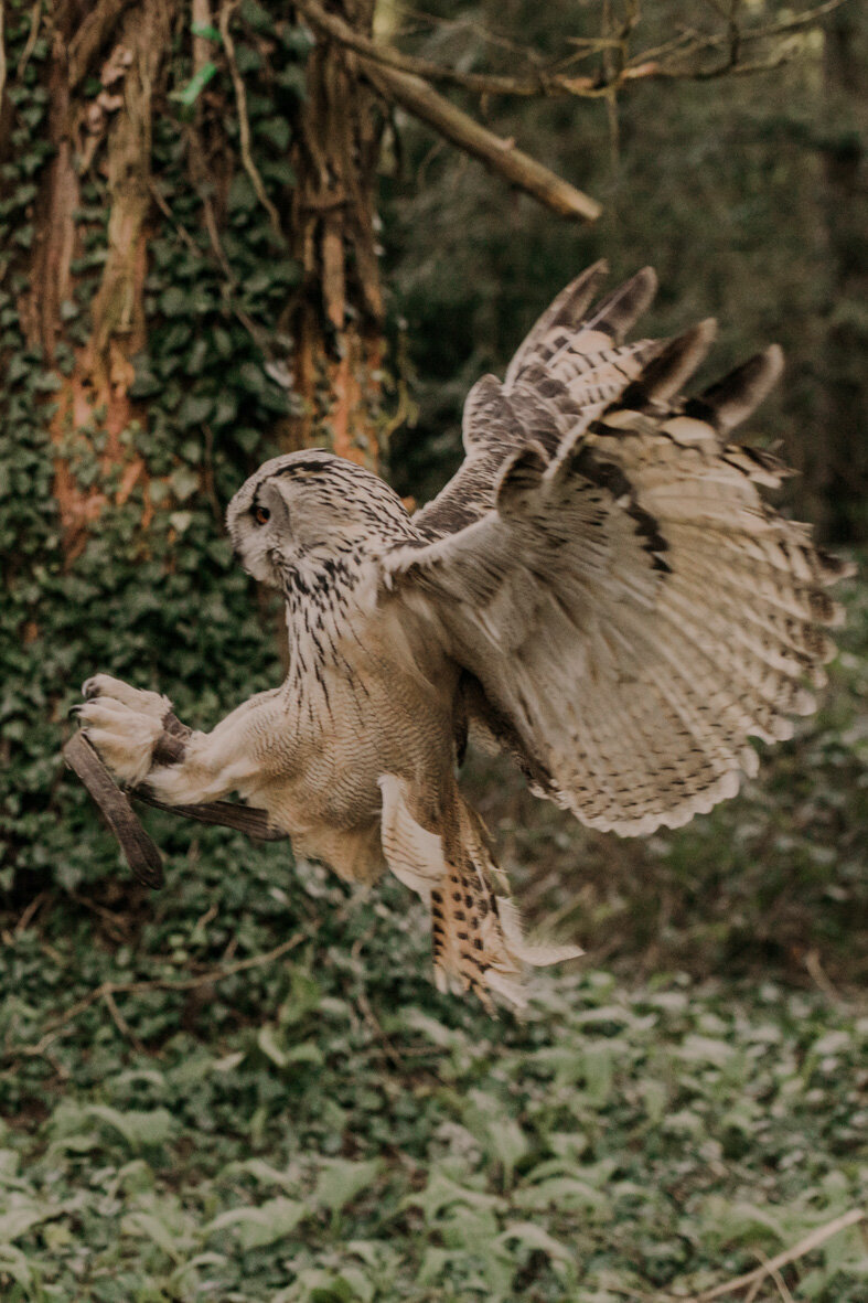 Roofvogels uilen teamdag Van de Grond