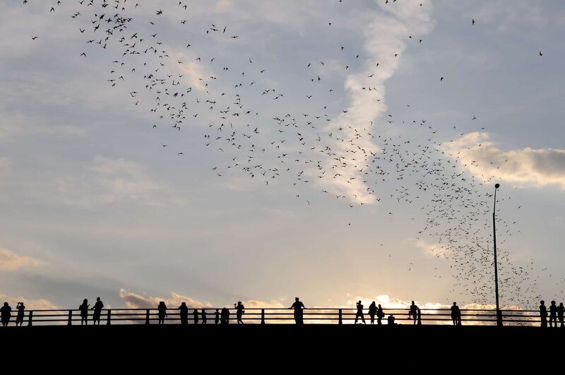 The bats in Austin, Texas.