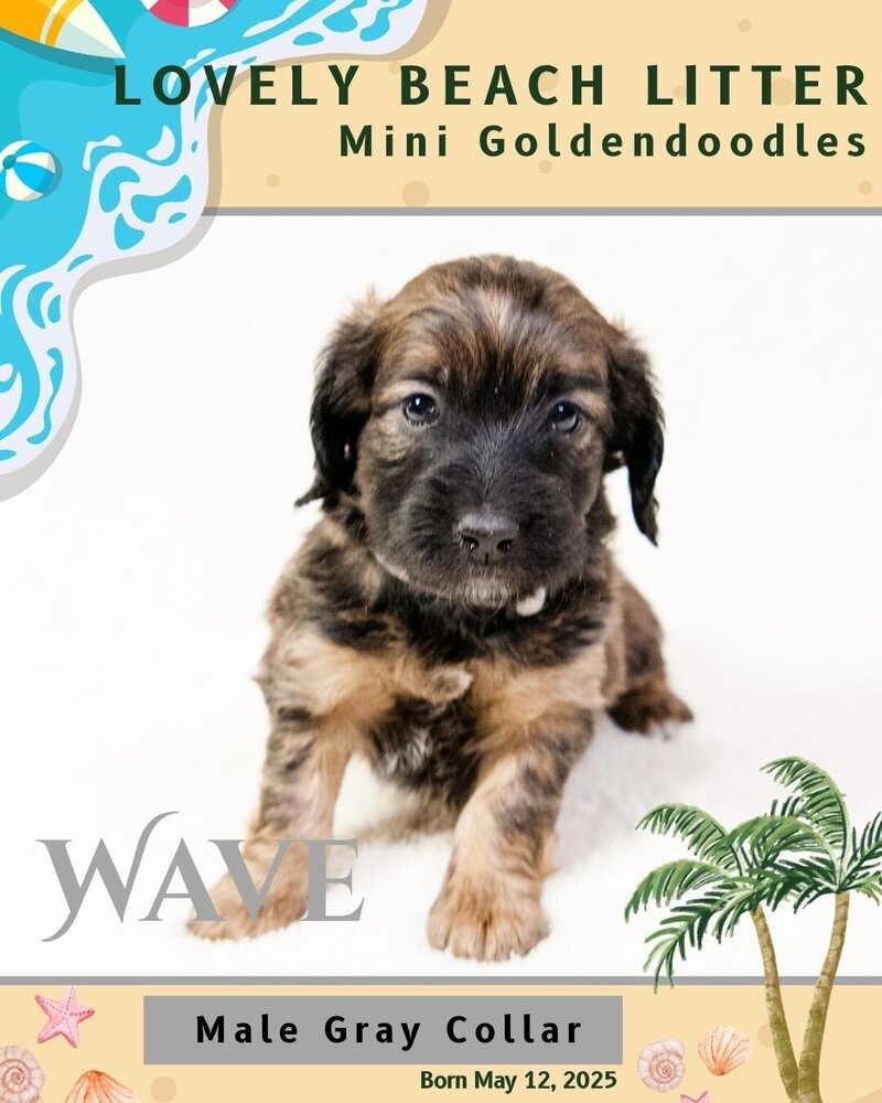 Beach - Gray Wave Male