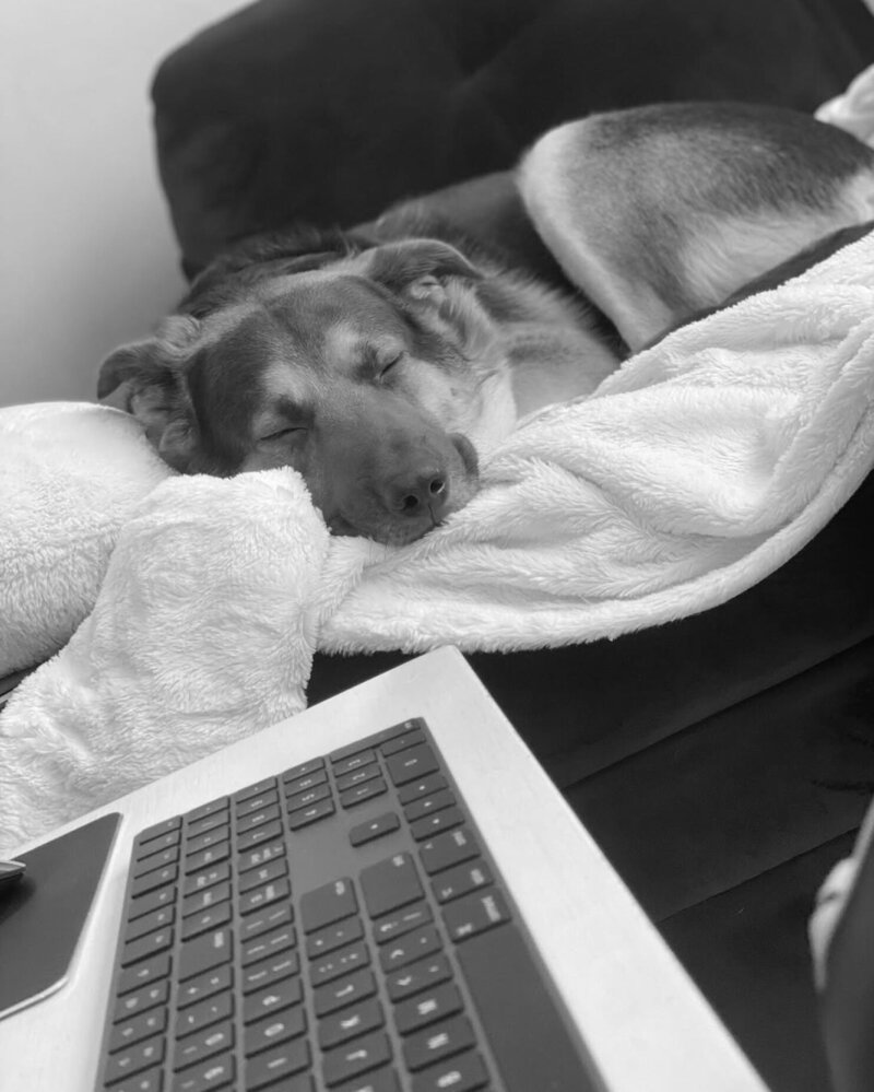 a photo of Stephen Molitaris' dog sleeping
