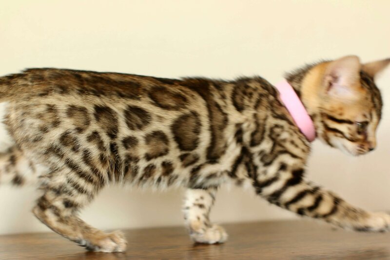 Diva x Bronco_Pink Girl_2