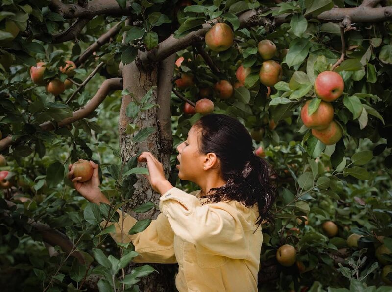 brown woman wearing yellow shirt picking apples