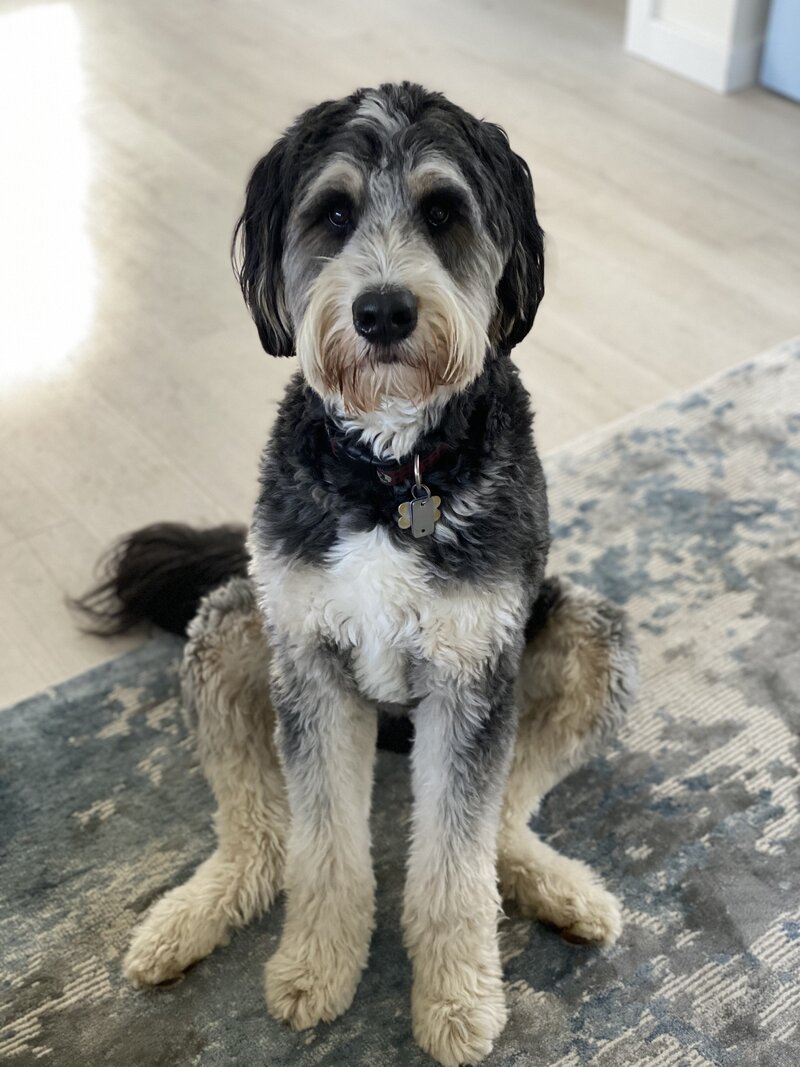 bernie doodle dog Bodie 