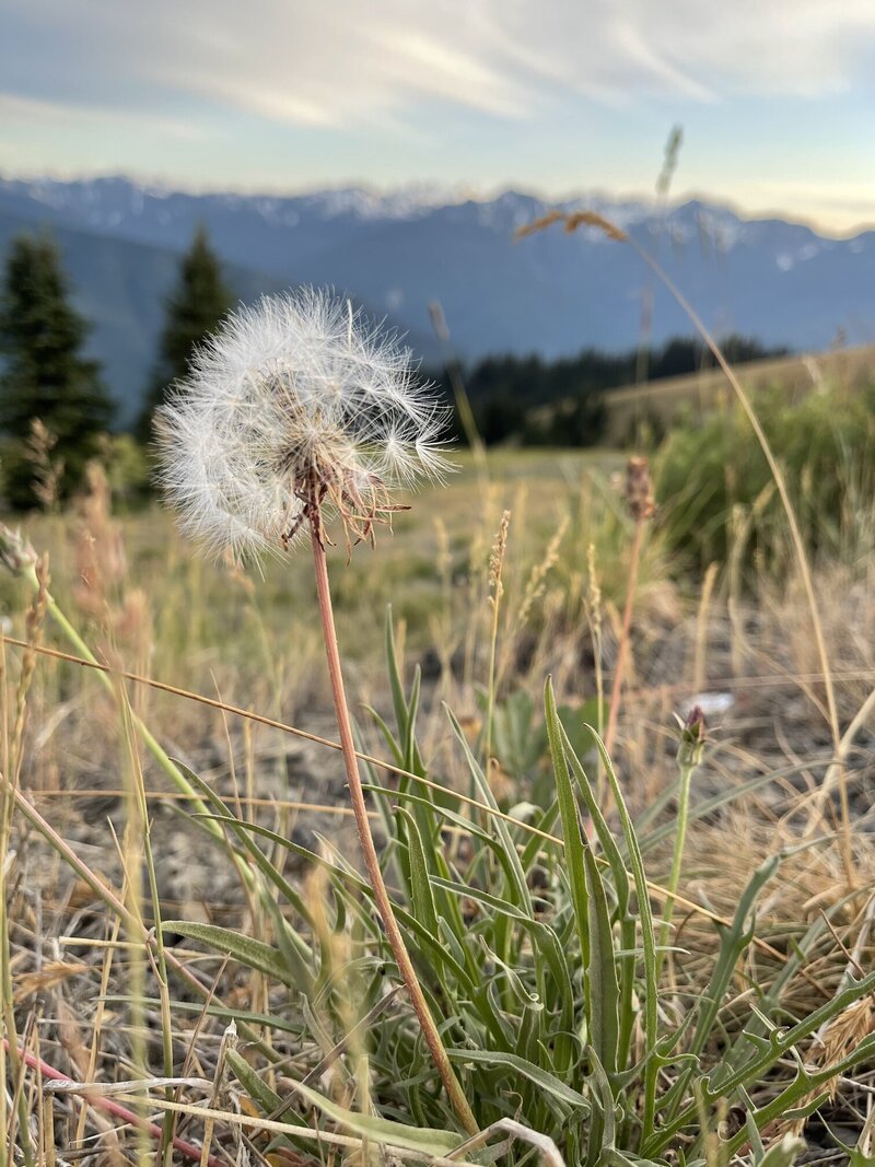 Photo of dandelion to make a wish for a healthy and new life
