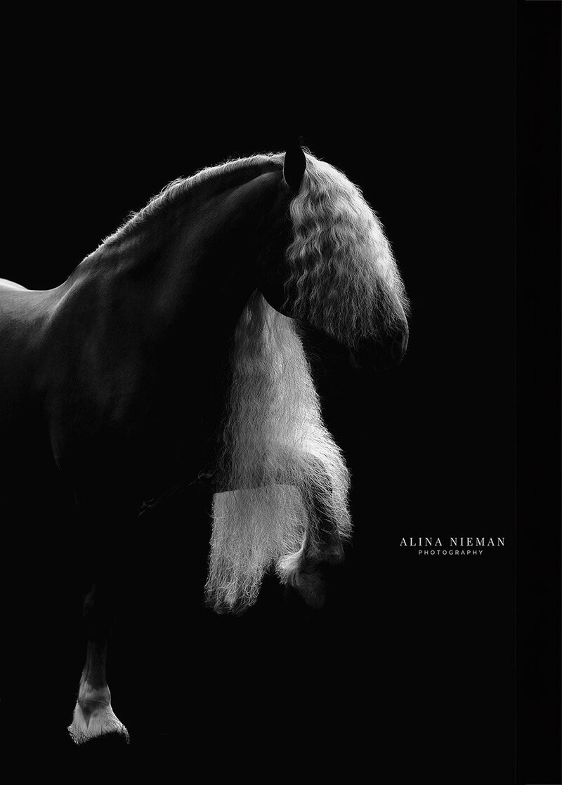 Fotoshoot van je paard in een studio