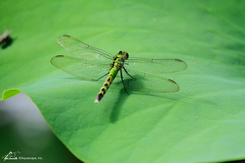 Vibrant green dragonfly with intricate wings sitting atop a lily pad