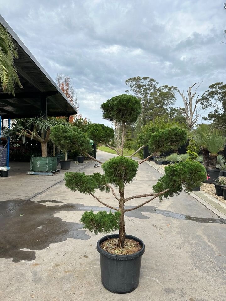 Juniper Topiary Cloud Tree - JUNIPERUS CHINENSIS 'KETELEERI'