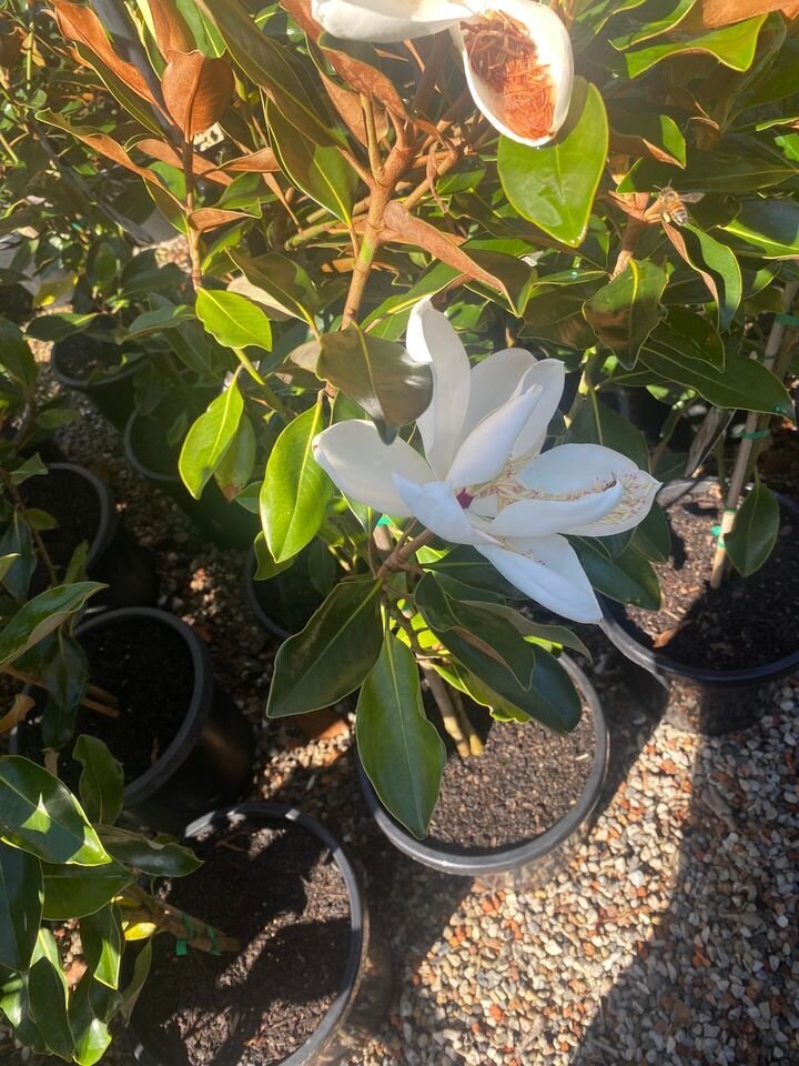 Mature magnolia little gem trees for sale sydney