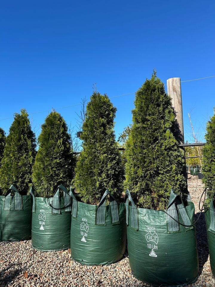 THUJA OCCIDENTALIS 'SMARAGD' - northern white cedar conifers sydney