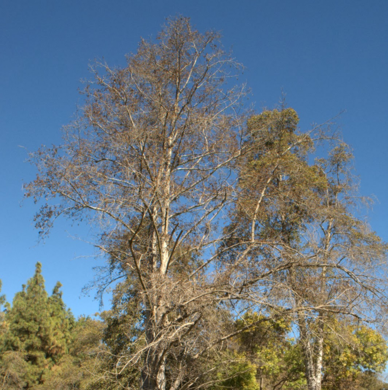 California Sycamore with PSHB_Serrano Arbor