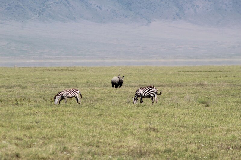 Tanzania Safari  (13)
