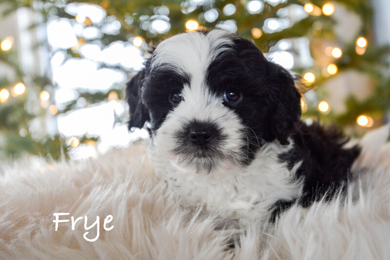Available Mini and micro Sheepadoodle Puppies