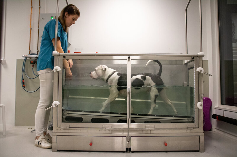 Honden hydrotherapie bij Sabine Ros