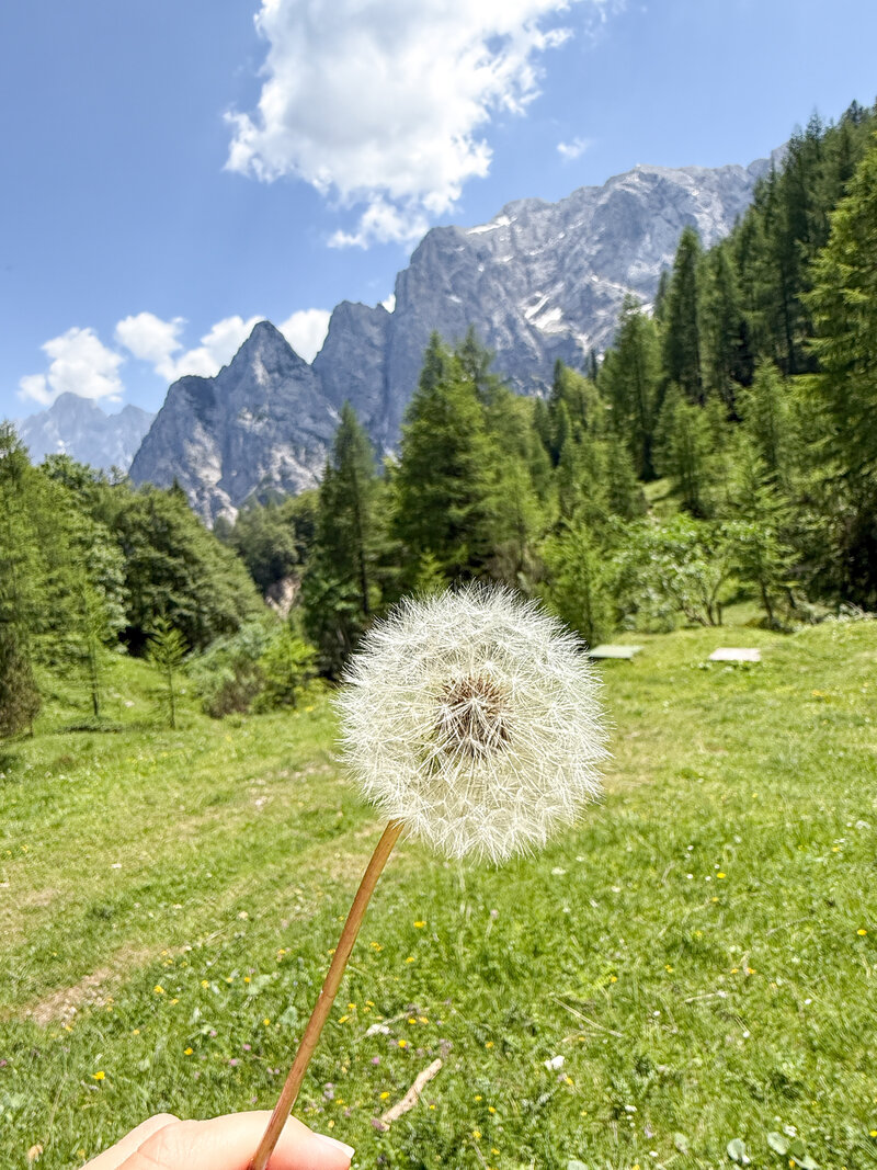 Julian Alps Slovenia Vrsic Pass dandelion 
