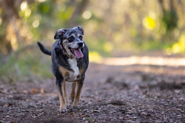 lilla-bordas-portraits-tampa-DOG-photographer1353_2