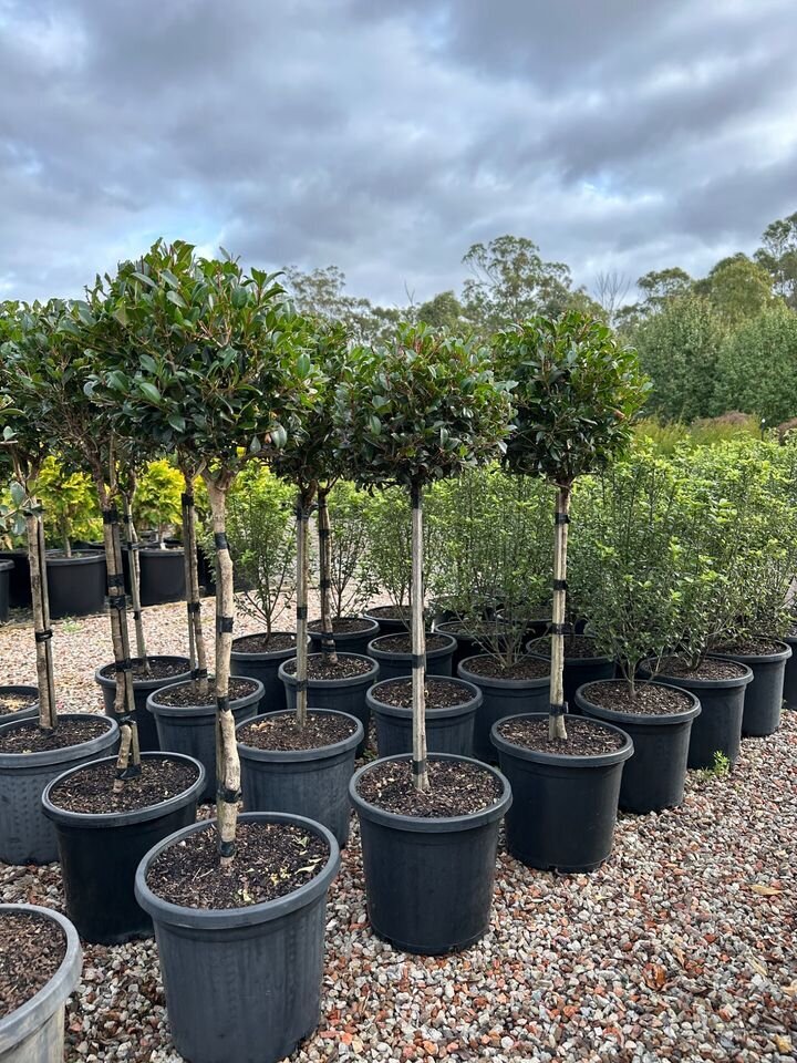 Syzygium 'Resilience' - Lilly Pilly Resilience Standards