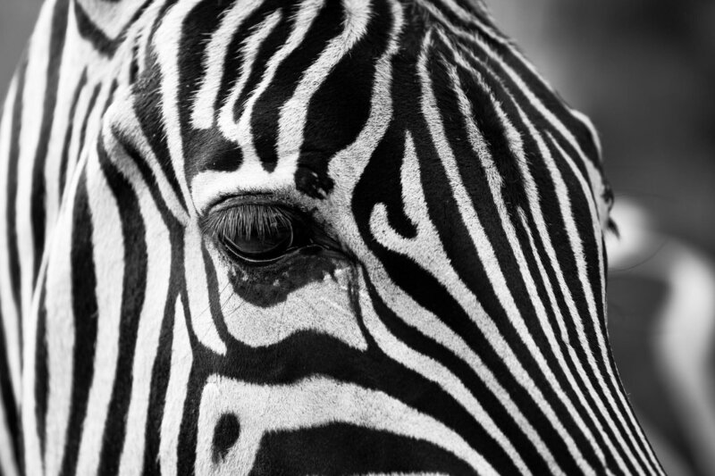 Journey Through Africa-03