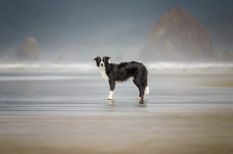 Looking to capture stunning outdoor portraits of your furry friend? Look no further than Pets Through the Lens in Vancouver! Our professional dog photographer specializes in creating beautiful and candid pet photoshoots in scenic locations. Whether it's at the beach, park, or forest, we'll capture your pet's unique personality in every shot. Book your outdoor pet photography session today and create timeless portraits to cherish forever!