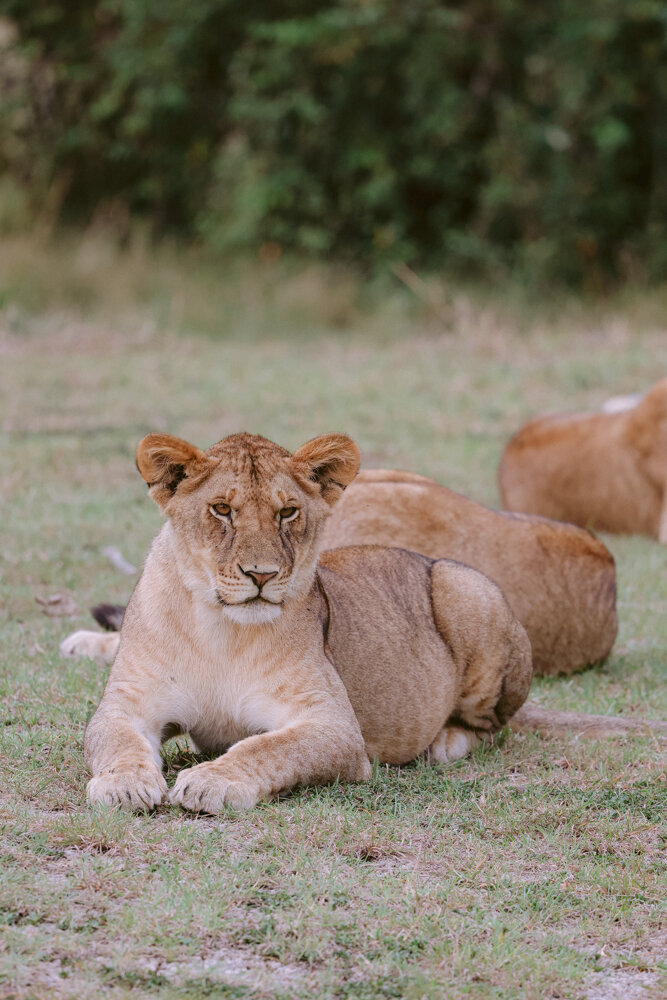 safariedited-152