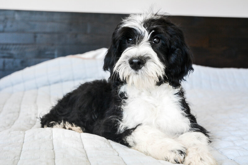 Breeding the best mini and micro Sheepadoodle puppies