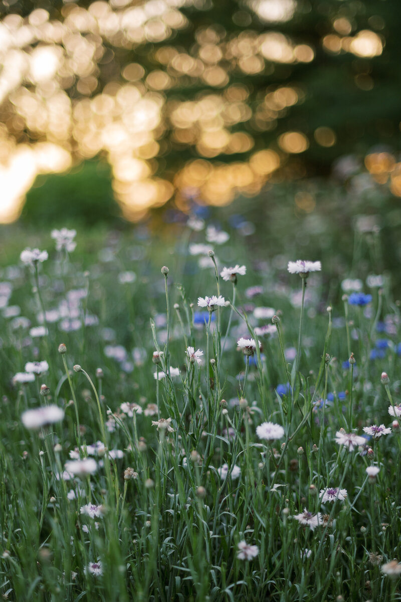 heidilau-field-notes-flowers-018