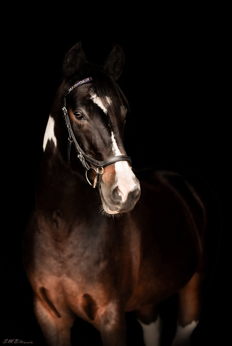 20241029-20241029-_MG_9553 copy