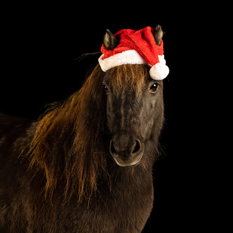 A black background studio portrait of a miniature pony with a Santa hat on his head