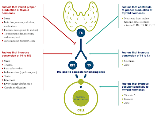 Dr. David Morcom, a skilled functional medicine doctor in Dallas, is depicted during a comprehensive 90-minute initial consultation. This image reflects the thorough approach taken by Integrative Wellness Fx in reviewing patients' medical histories, labs, and unique health conditions. The practice is committed to identifying the root causes of disease, offering personalized treatment plans, dietary guidance, and lifestyle modifications, all underscored by advanced lab testing for in-depth health analysis.