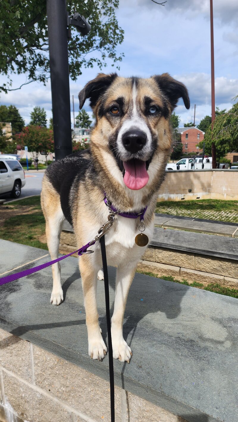 A Happy Shephard Mix with one brown eye and one blue eye