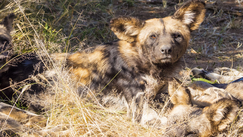 In the field with Wild Dogs in Namibia while filming with Omujeve Safaris and Raven 6 Studios