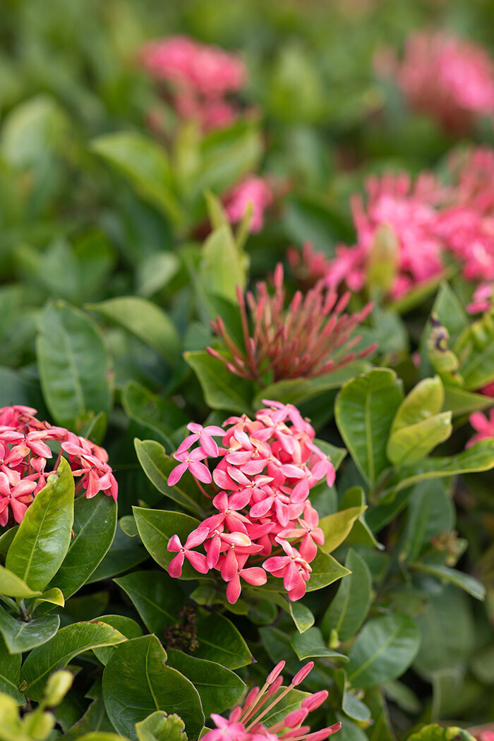 Flowers in Cancun, Mexico