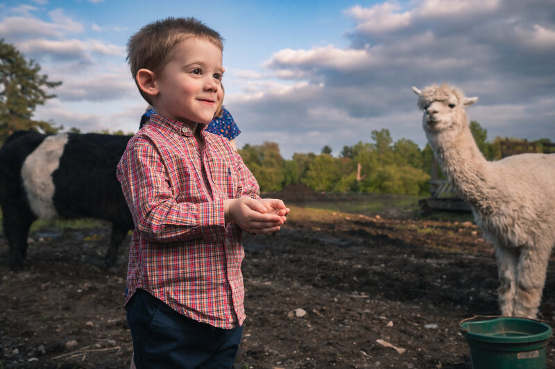 Young boy smiling during a fun photo shoot with cows and alpacas