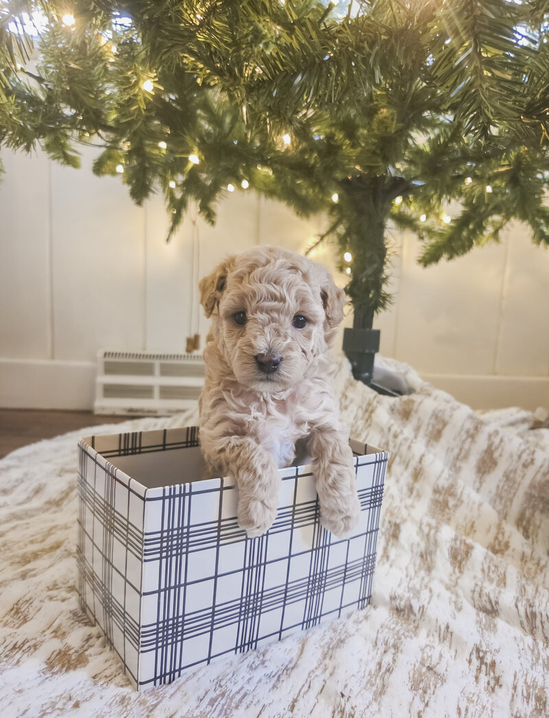 437b7a9c-f4f9-4dfb-8da8-fc4467c92d24