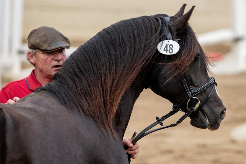 Chesnut Connemara Thoroughbred Bounce DFEN